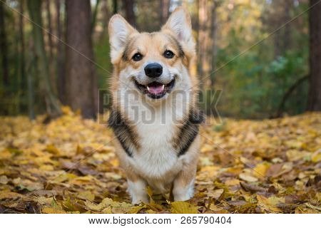 Dog Breed Welsh Corgi Pembroke On A Walk In A Beautiful Autumn Forest.