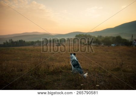Border Collie Dog Sits In The Field And Looks At The Sunset