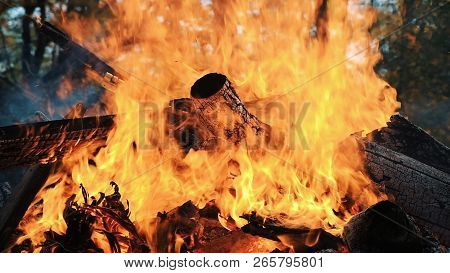Bonfire Burns In The Forest In Autumn, Burning Logs And Leaves Close Up, Slow Motion