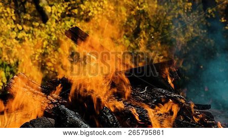 Bonfire Burning In The Forest In Autumn Against The Background Of Yellow Autumn Leaves Close Up, Fir