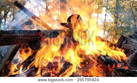 Bonfire Burns In The Forest In The Autumn, Sticks In The Fire Close Up, Slow Motion