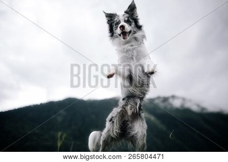 Black And White Dog In A Field In Nature Near Mountains