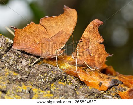 Two Question Mark butterflies feeding on rotten fruit, face to face