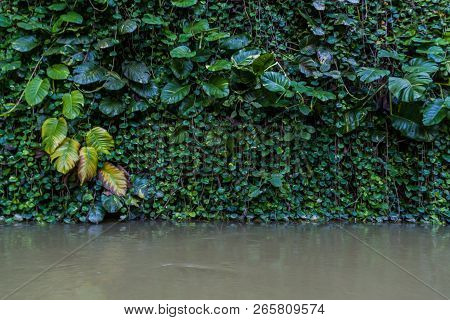 Plants Covering A Rock At The Entrance To Cueva Del Indio Cave In Vinales Valley, Cuba