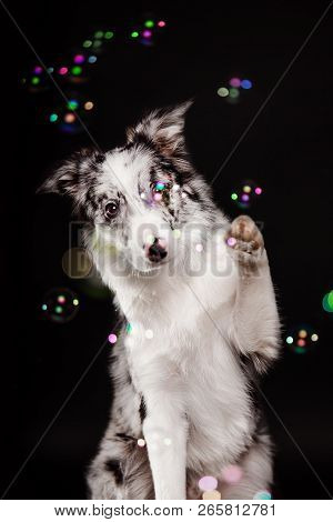 Border Collie Dog In Studio On A Dark Black Background