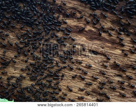 Termite On Wooden Handrails In The Way To The Top Of Khao Luang Mountain In Ramkhamhaeng National Pa
