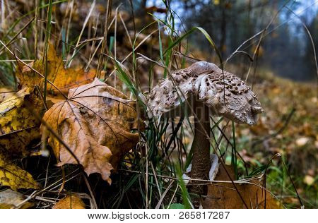 Matured Parasol Mushroom (macrolepiota Procera Or Lepiota Procera) In Autumnal Forest, Europe, Ec