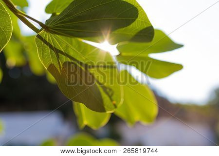 Branch Of Tree With Fresh Spring Green Leaves