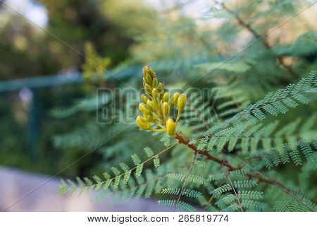 Erythrostemon Gilliesii