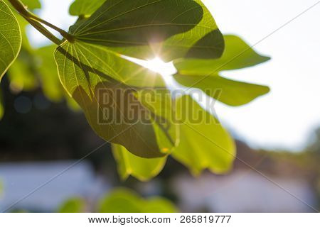 Branch Of Tree With Fresh Spring Green Leaves