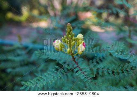 Erythrostemon Gilliesii
