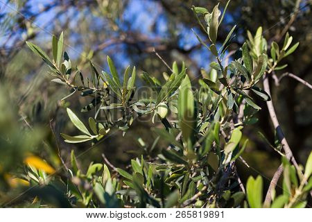 Olive Tree Branch