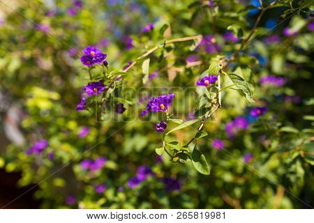 Blue Potato Bush Purple Flowers