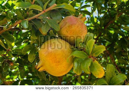Pomegranate Tree With Fruits At The Algarve In Portugal