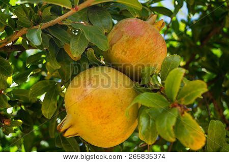 Pomegranate Tree With Fruits At The Algarve In Portugal