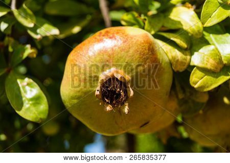 Pomegranate Tree With Fruits At The Algarve In Portugal