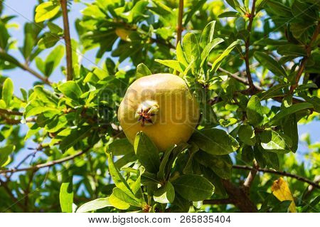 Pomegranate Tree With Fruits At The Algarve In Portugal