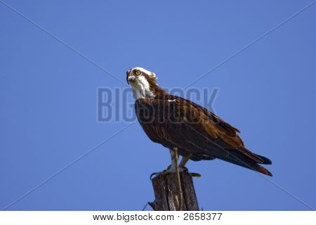 Osprey appollaiato su un albero morto