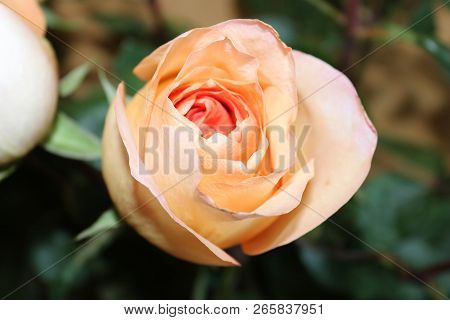 View Of Beautiful Orange Rose, Close Up