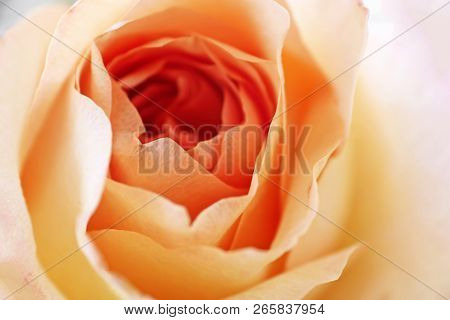 View Of Beautiful Orange Rose, Close Up