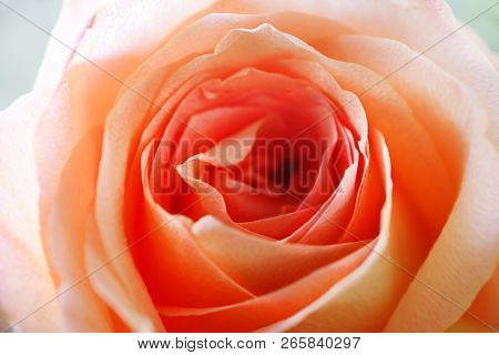 View Of Beautiful Orange Rose. Close Up