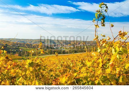 Panoramic View On Daruvar, Town In Croatia, And Countryside Through The Vineyards Foliage