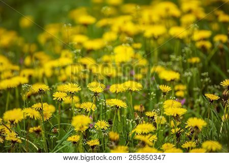 Dandelion Yellow Flower Growing On The Green Meadow In Spring Time, Natoral Seasonal Floral Backgrou