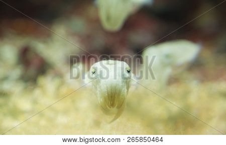 Pharaoh Cuttlefish (sepia Pharaonis) Expands And Contracts Muscle Rings Around Sac Colors In Order T