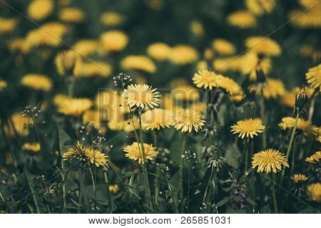 Dandelion Yellow Flower Growing On The Green Meadow In Spring Time, Natoral Seasonal Floral Backgrou