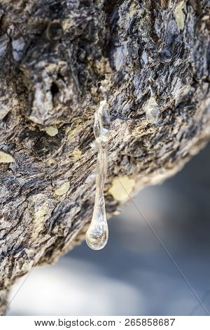 Greece Island; Chios Island Mastic Tree. Travel Concept Photo.