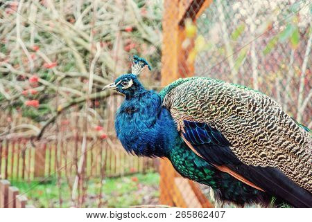 Beautiful Indian Peafowl - Pavo Cristatus - Posing In The Park. Beauty In Nature. Coloured Bird. Hea