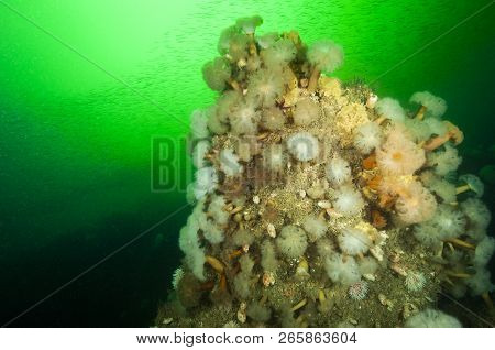 Frilled Anemones, Marine Sponge And Sand Eels In Background Underwater At Bonaventure Island In Cana