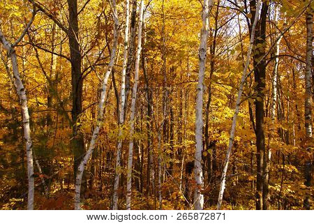 White Birch Tree Trunks Against A Background Of Trees With Yellow Leaves In Autumn Near Hinckley Min