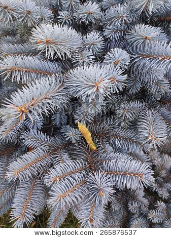 Blue Spruce. Blue Fir. Christmas Tree. Branches Of Bluish Fir. Green Blue Coniferous Branches.  Frag