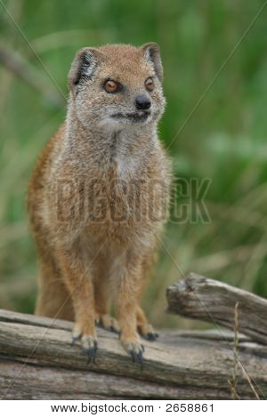 Yellow Mongoose