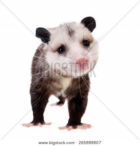 The Virginia Opossum, Didelphis Virginiana, On White