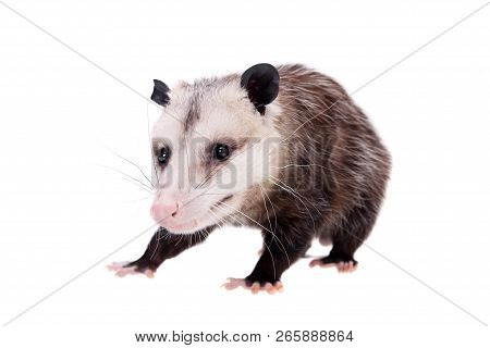 The Virginia Opossum, Didelphis Virginiana, On White