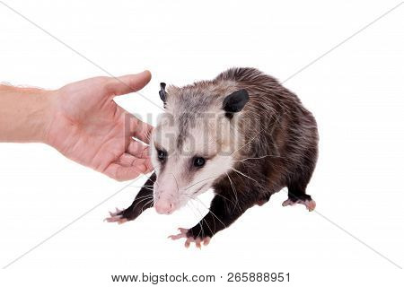 The Virginia Opossum, Didelphis Virginiana, On White