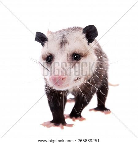 The Virginia Opossum, Didelphis Virginiana, On White