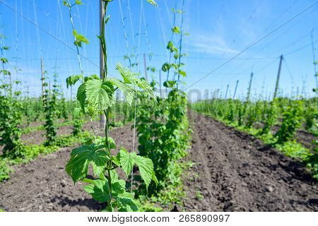Beautiful Landscape. Hops Field And Blue Sky