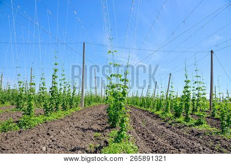Beautiful Landscape. Hops Field And Blue Sky