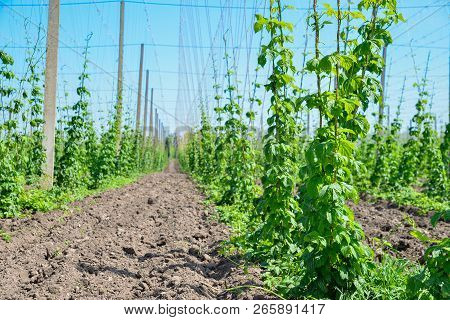 Beautiful Landscape. Hops Field And Blue Sky