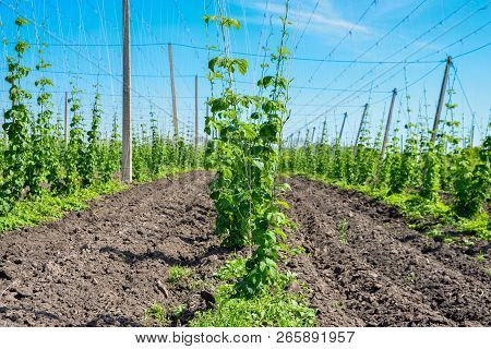 Beautiful Landscape. Hops Field And Blue Sky
