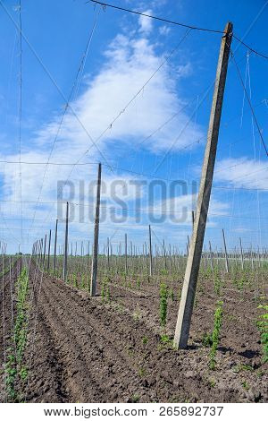 Beautiful Landscape. Hops Field And Blue Sky