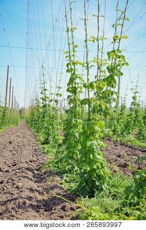Beautiful Landscape. Hops Field And Blue Sky