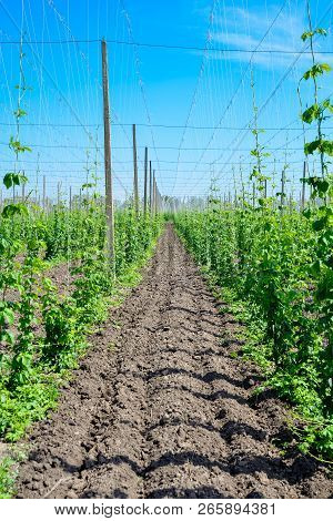Beautiful Landscape. Hops Field And Blue Sky