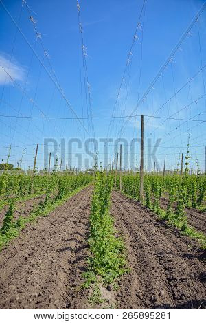 Beautiful Landscape. Hops Field And Blue Sky