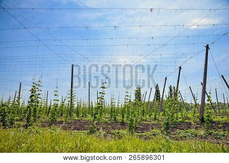 Beautiful Landscape. Hops Field And Blue Sky