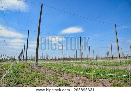 Beautiful Landscape. Hops Field And Blue Sky