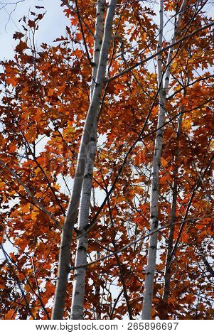 White Birch Trees Full Of Red And Orange Leaves In Autumn Near Hinckley Minnesota